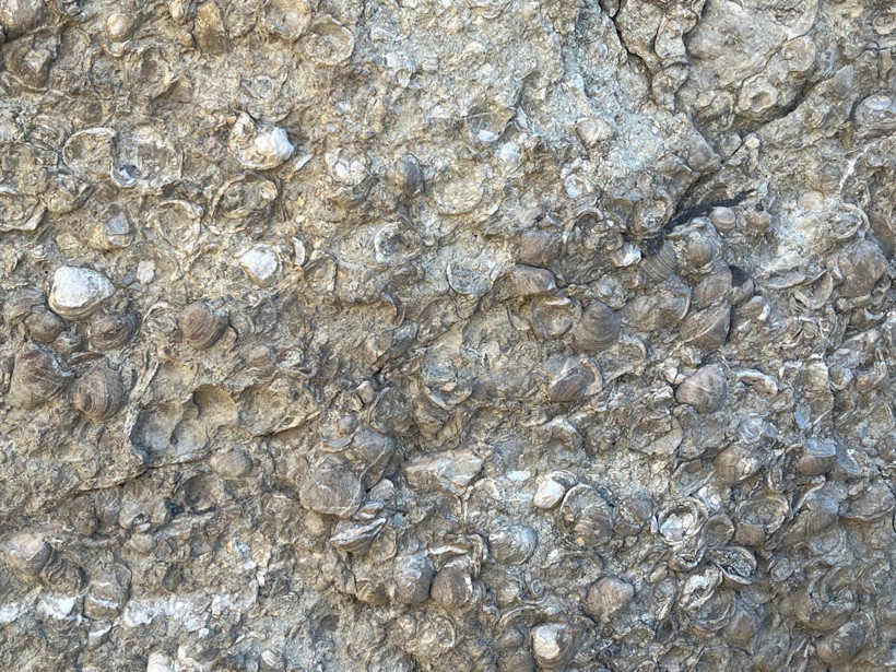 Erzurum’da 200 milyon yıllık deniz fosilleri bulundu - Resim : 1