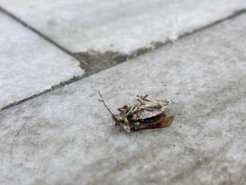 Fındıkta kokarca paniği - Resim : 5