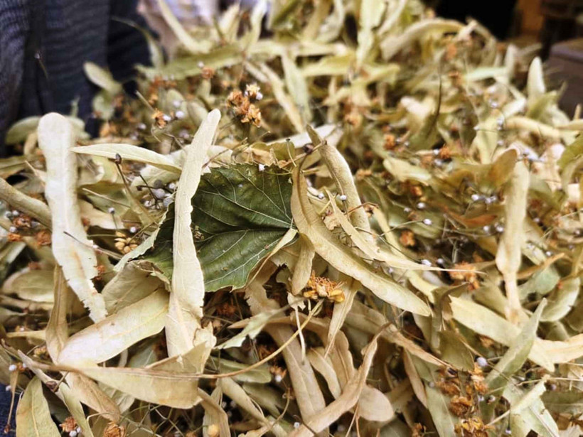 Şifa dağıtıyor ama doğru kaynatıldığında: İşte ıhlamurun püf noktaları - Resim : 1