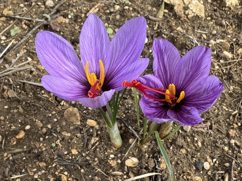 “Dünyanın en pahalı baharatı” erken açtı! Kilosu 450 bin TL’den satılacak - Resim : 1