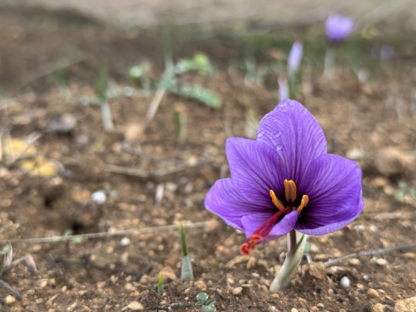 “Dünyanın en pahalı baharatı” erken açtı! Kilosu 450 bin TL’den satılacak - Resim : 2
