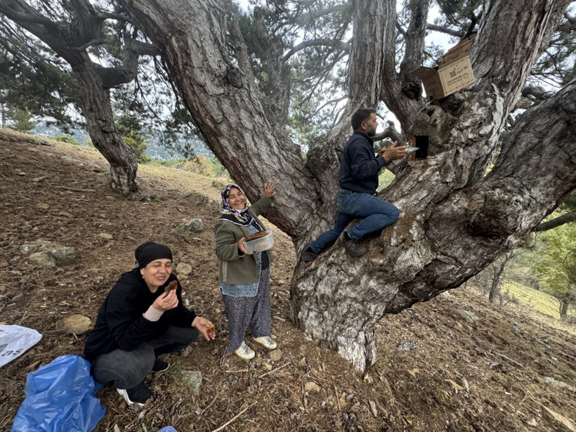 Firari arılar doğal yuvalarına götürüyor: Kilosu 5 bin TL - Resim : 1