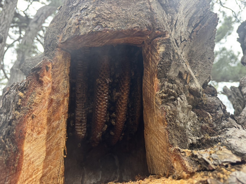 Firari arılar doğal yuvalarına götürüyor: Kilosu 5 bin TL - Resim : 3