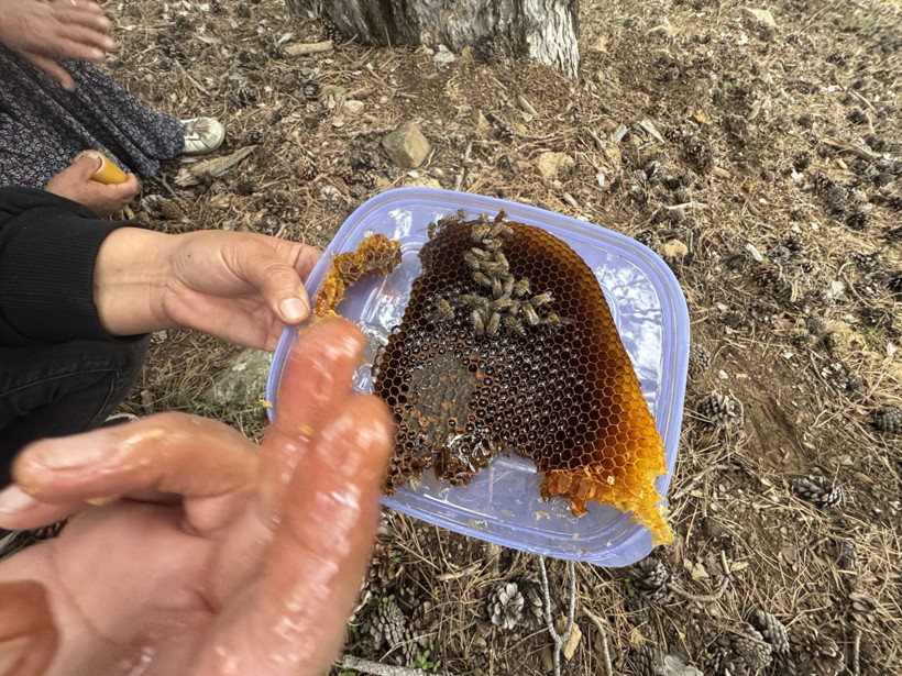 Firari arılar doğal yuvalarına götürüyor: Kilosu 5 bin TL - Resim : 2