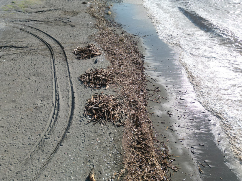 Sahile vuran binlerce kütük, Akdeniz’in rengini değiştirdi - Resim : 3