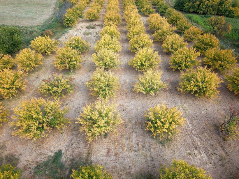 Kayısı bahçeleri büyüledi - Resim: 2