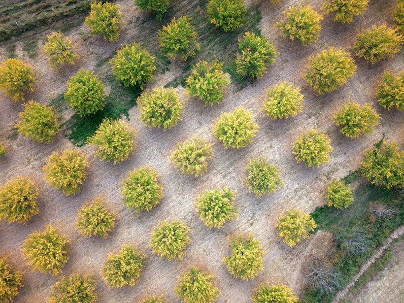 Kayısı bahçeleri büyüledi - Resim: 5