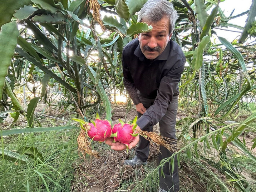 İthal sanılan meyve artık Hatay’da yetişiyor: Kilosu 180 lira - Resim : 1