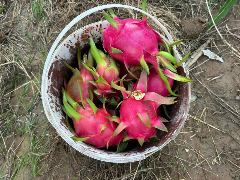 İthal sanılan meyve artık Hatay’da yetişiyor: Kilosu 180 lira - Resim : 2