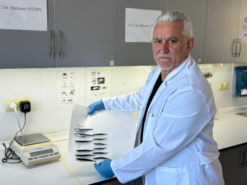 Karadeniz alarm veriyor! Aşırı avcılık hamsiyi küçülttü - Resim : 1