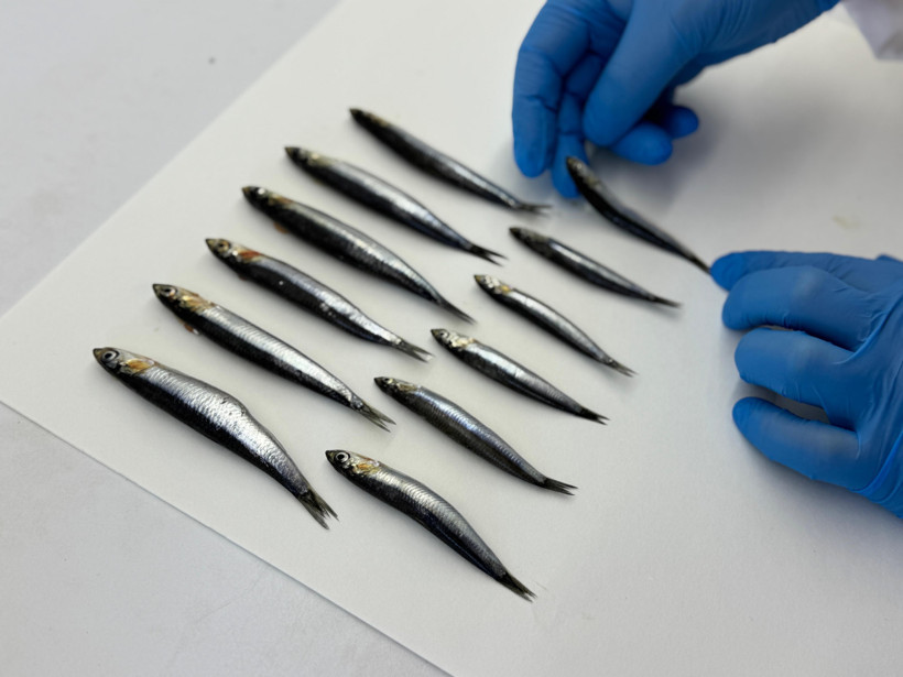 Karadeniz alarm veriyor! Aşırı avcılık hamsiyi küçülttü - Resim : 3