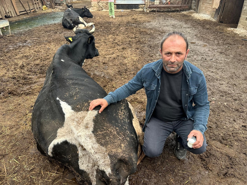 35 litre süt veren sığırdan bir çay bardağı süt almaya başladı - Resim : 1