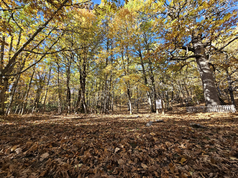 Dünya'da tek: Isparta'nın bu ormanına girmenin cezası 557 bin lira - Resim : 1