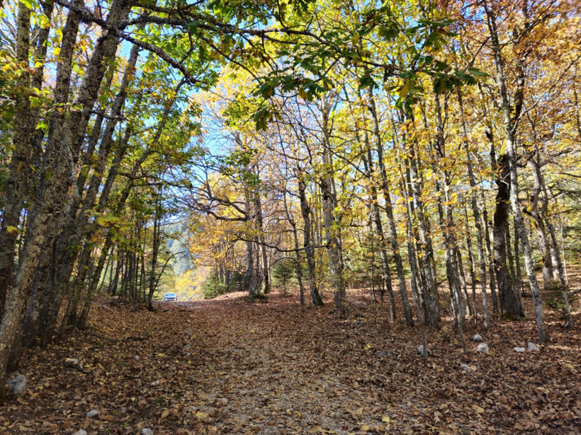 Dünya'da tek: Isparta'nın bu ormanına girmenin cezası 557 bin lira - Resim : 3
