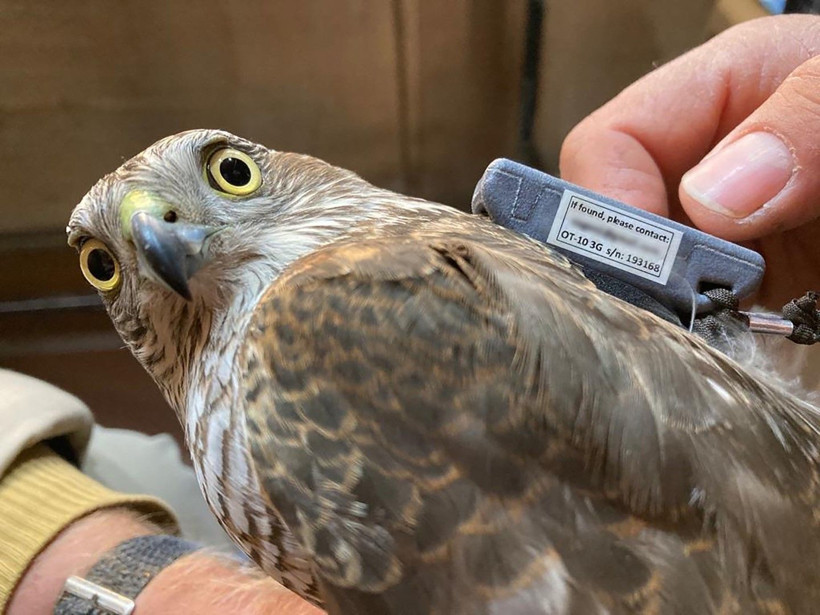 Aras Kuş Cenneti’nde 23 türden 177 kuşa verici takıldı - Resim: 2