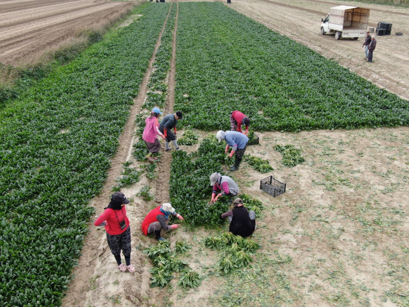 Kış sebzesinde hasat bolluğu: Kilosu tarlada 6, pazarda 40 lira - Resim : 1