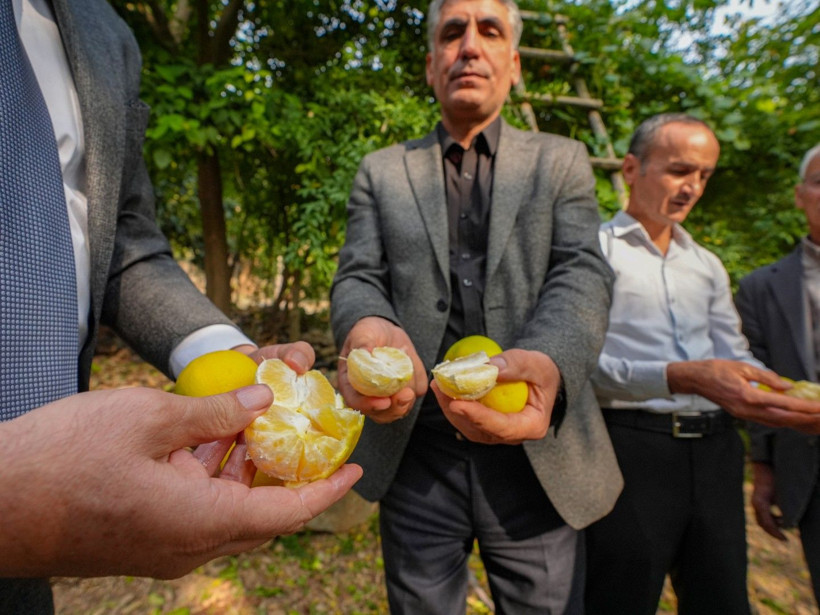 İklim değişti mahsul şaşırttı: Diyarbakır'da mikroklima mucizesi - Resim: 12