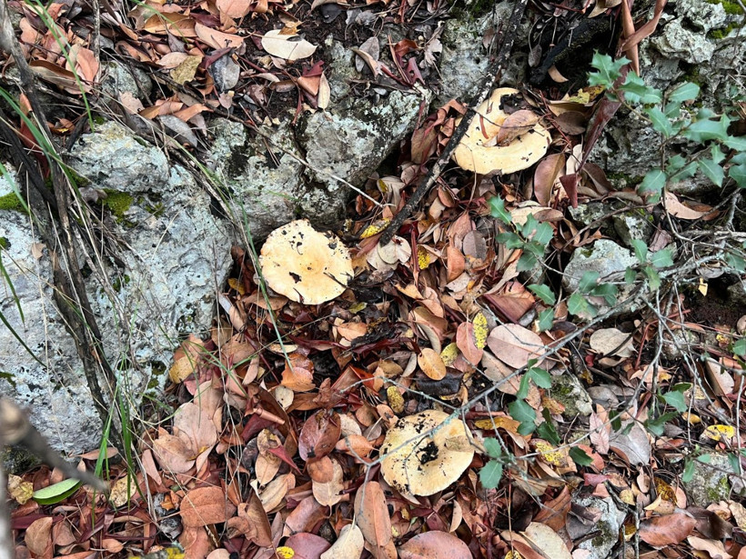 Ormandan topluyorlar, 400 liraya alıcı buluyor - Resim : 1