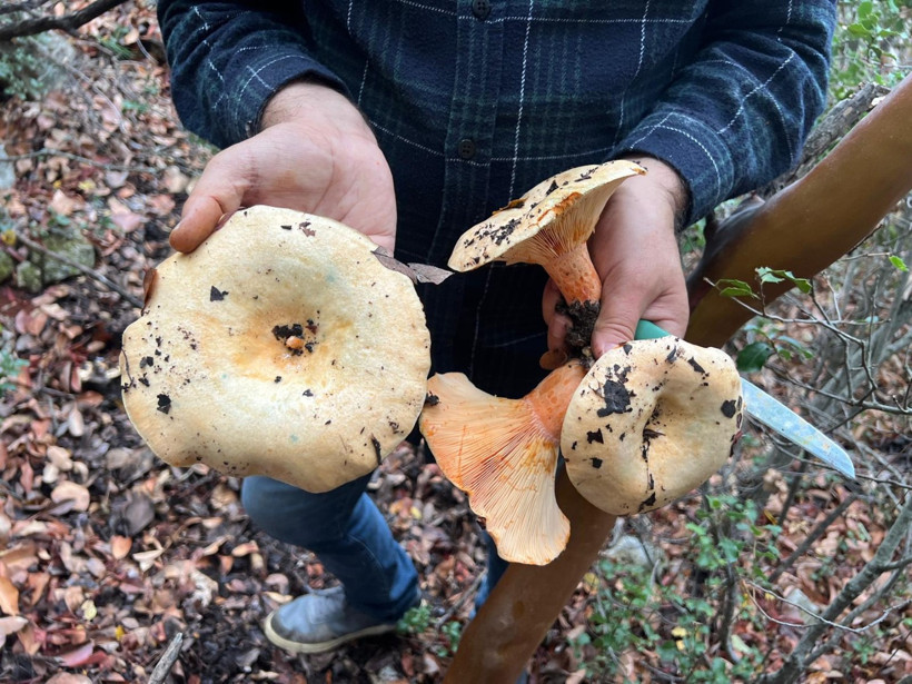 Ormandan topluyorlar, 400 liraya alıcı buluyor - Resim : 2