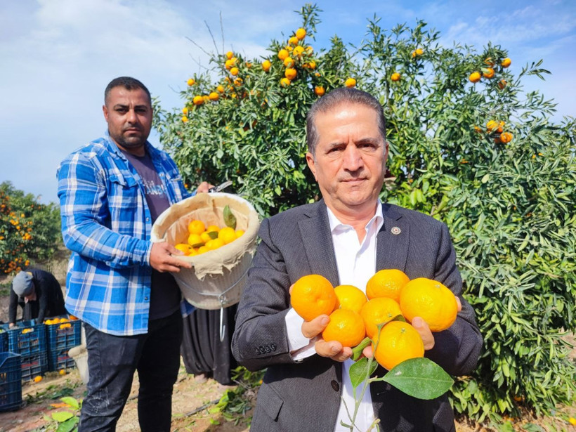 İşçi 'paydos' dedi, dalında kaldı, fiyatı çakıldı - Resim : 1