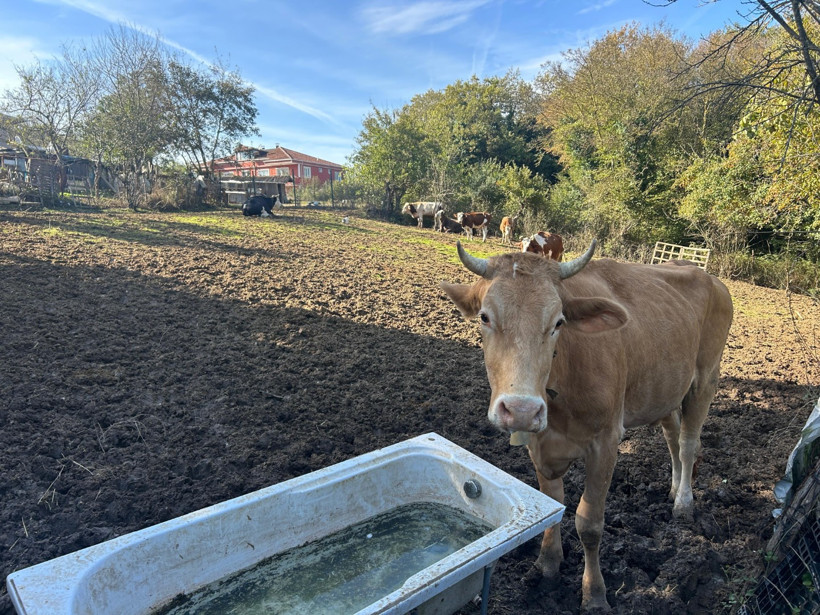 İstanbul'da köy hayatı yaşıyorlar - Resim : 1