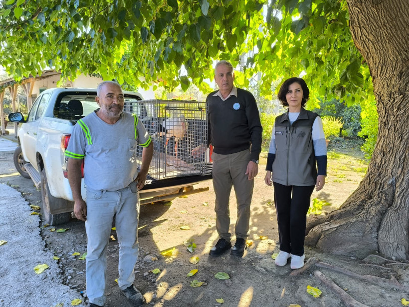 Uçamayan leylek yardım için bahçesine geldi… Balıkla besleyip yetkililere teslim etti - Resim : 1