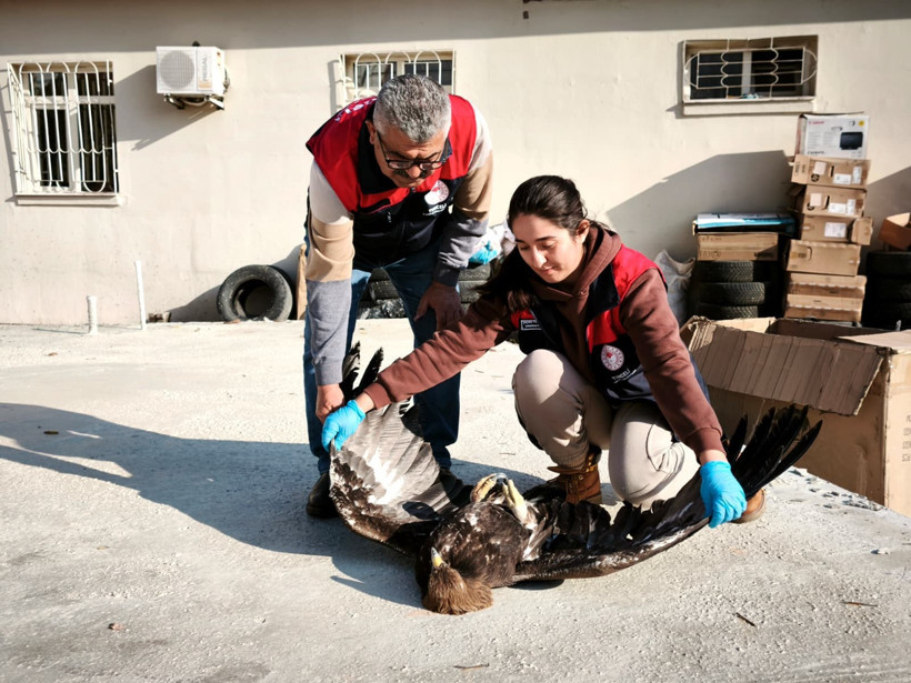 Yaralı kartalın imdadına vatandaşlar yetişti - Resim : 2