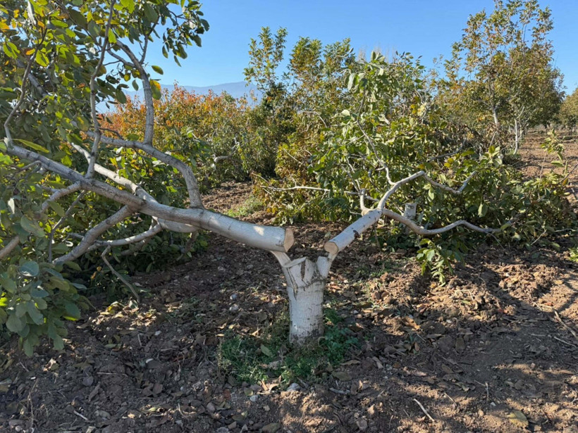 Ağaç katliamı sonrası jandarmanın yolunu tuttu - Resim : 2