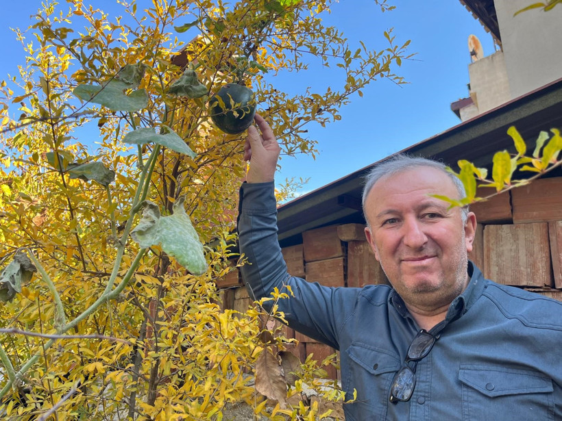 Bahçeye ektiği kabak, nar ağacının tepesinde meyve verdi - Resim : 2