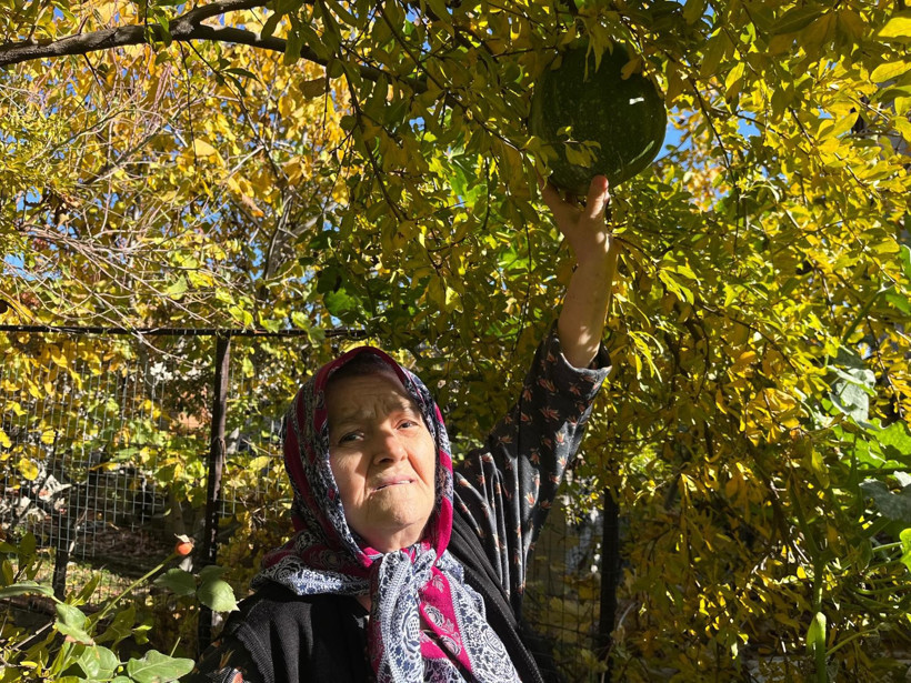 Bahçeye ektiği kabak, nar ağacının tepesinde meyve verdi - Resim : 1