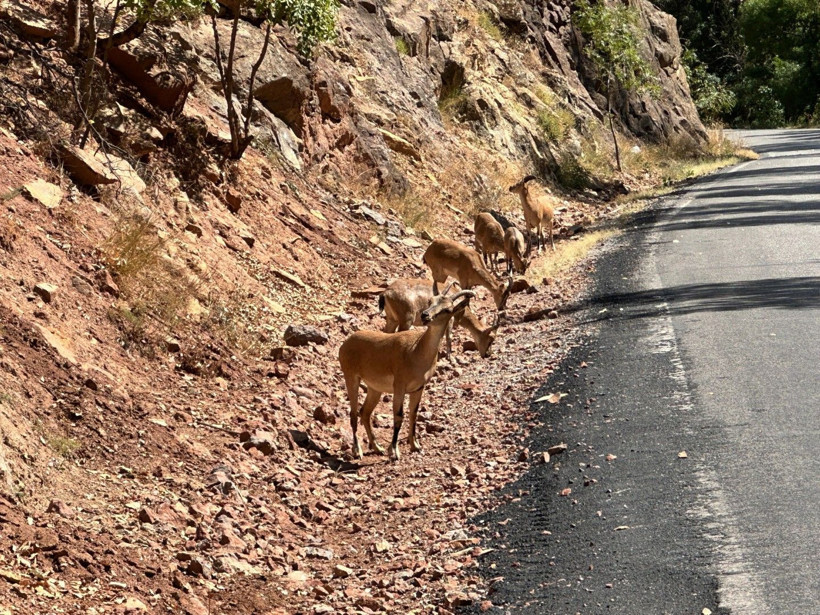 Mahkemeden Munzur kararı: 'Artık imkansız hale geldi' - Resim: 10