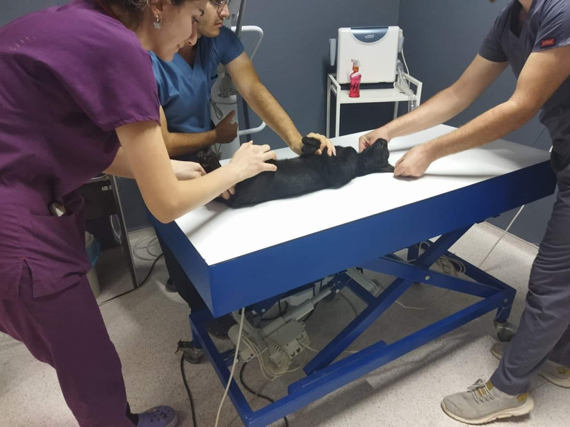 Kedilere kurşun yağdırdı, hapis cezası isteniyor - Resim : 1