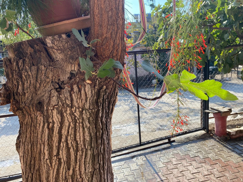 70 yıllık dut ağacının gövdesinden incir ağacı çıktı - Resim : 1