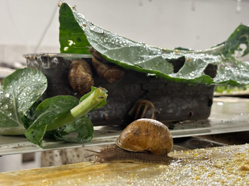 “Beyaz havyar”ı Trabzon'da üretiyor, 3 bin euro’ya satılıyor - Resim : 4