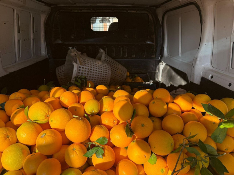 Portakal dalında hırsızlık: Yolda yakalandılar - Resim : 1