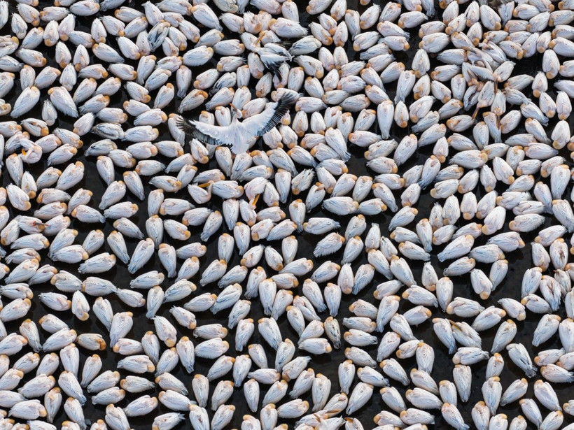 Bir yıl kurudu, bu yıl bambaşka bir manzara sundu - Resim: 8