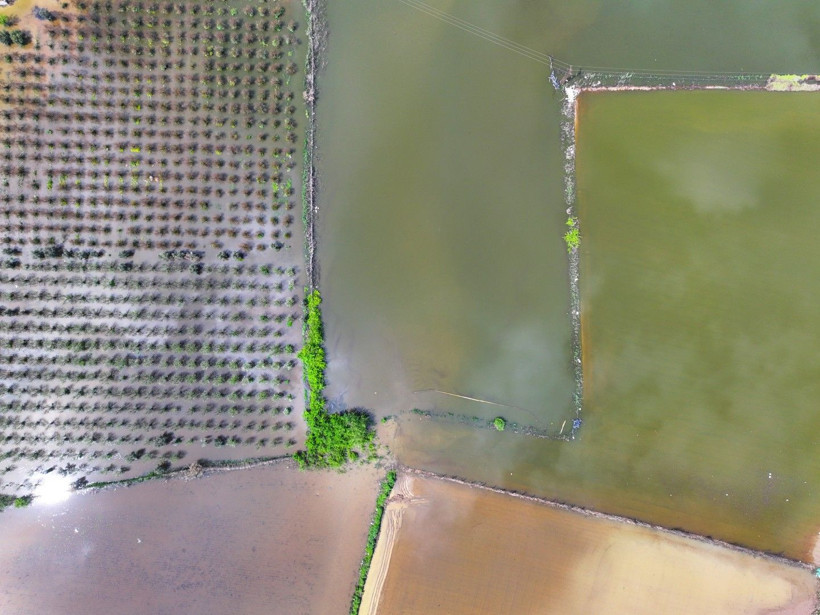 Üretici zamanla yarışıyor: Tarlada endişe yaratan görüntü - Resim: 5