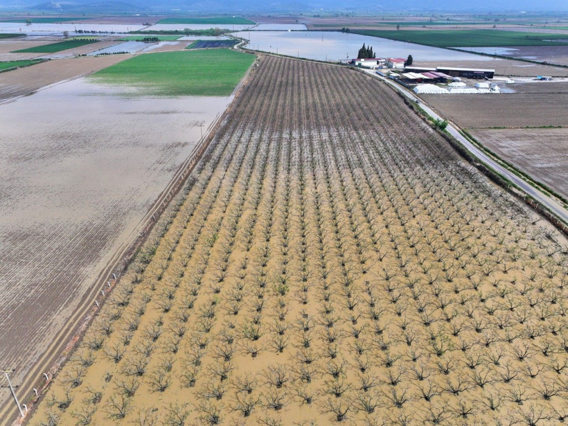 Üretici zamanla yarışıyor: Tarlada endişe yaratan görüntü - Resim: 11