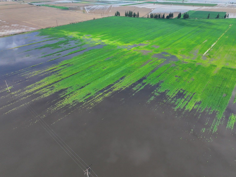 Üretici zamanla yarışıyor: Tarlada endişe yaratan görüntü - Resim: 18