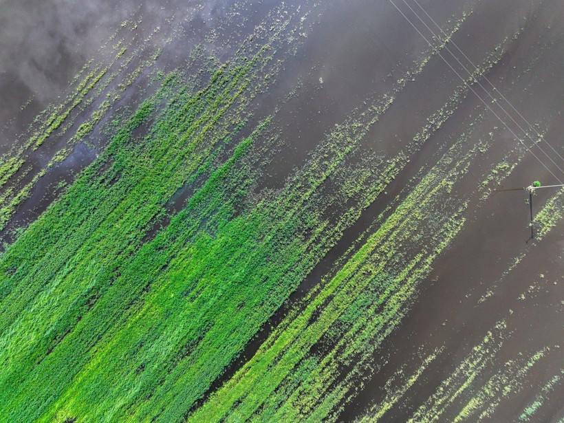 Üretici zamanla yarışıyor: Tarlada endişe yaratan görüntü - Resim: 19