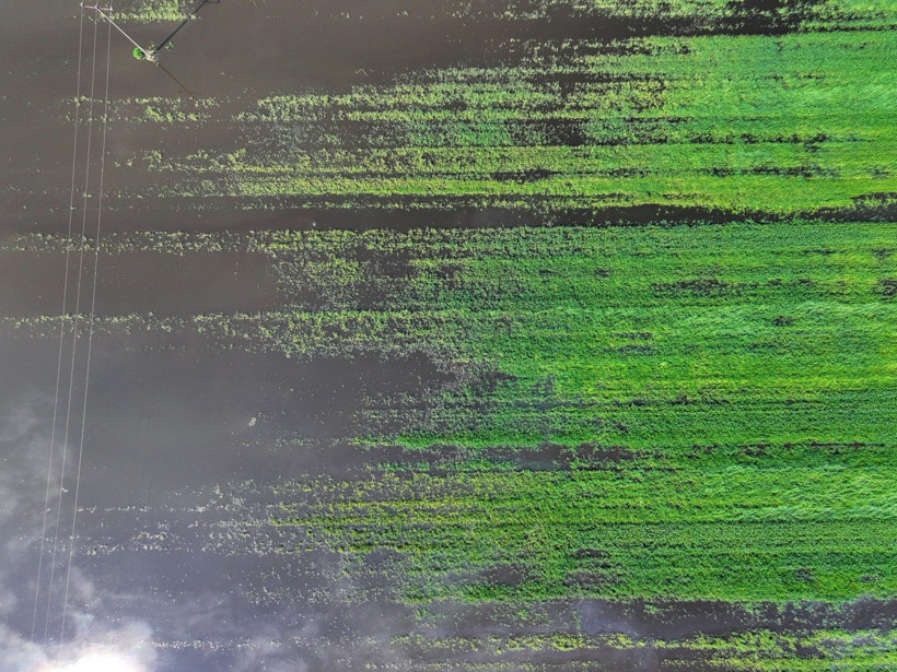 Üretici zamanla yarışıyor: Tarlada endişe yaratan görüntü - Resim: 20