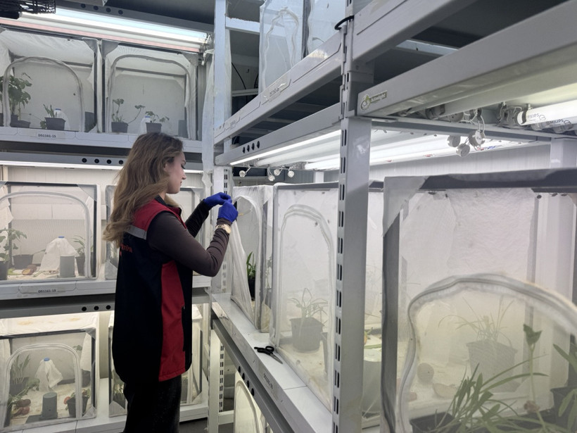 Kahverengi kokarcaya karşı 1 milyon 650 bin samuray arısı doğaya salınacak - Resim : 1