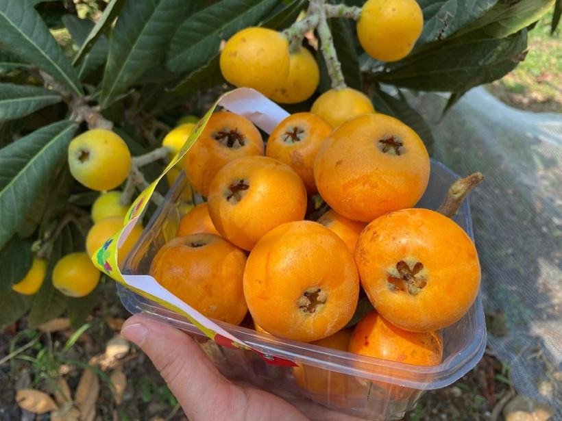 “Sarı altın” hasadı başladı: Fiyatlar 100 liraya kadar çıkıyor - Resim : 2