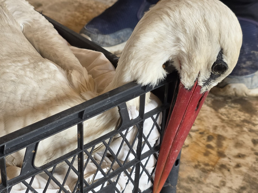 Göç yolunda katliam: Onlar Yaren kadar şanslı değil... - Resim : 1