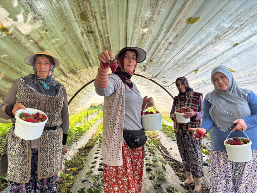 Çilek tarlada altın değerinde! 170 TL'den alıcı buluyor - Resim : 1