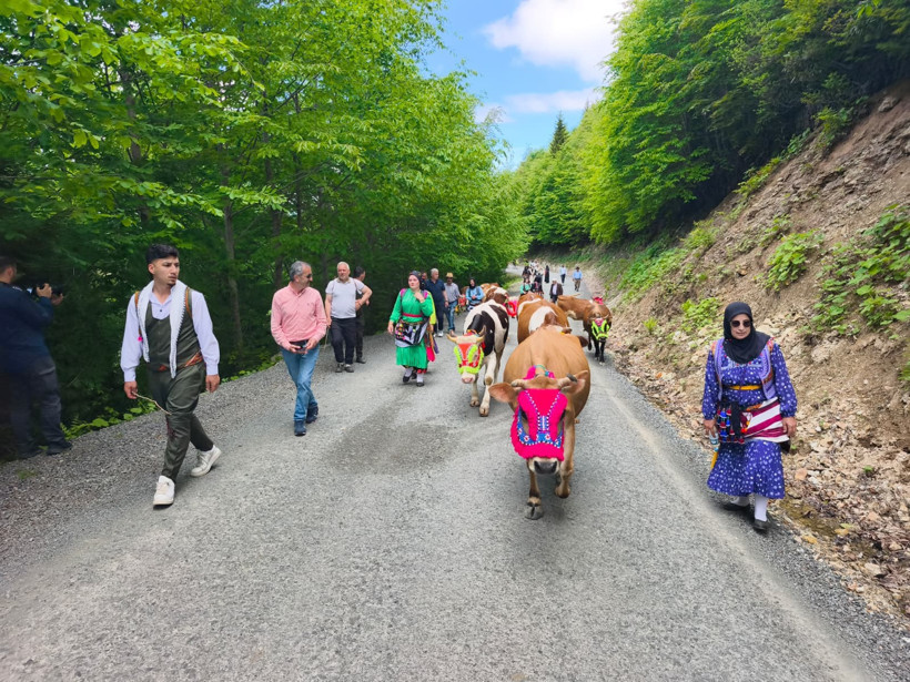 Trabzon’da renkli göç başladı! İnekler süslenip yola çıktılar - Resim : 1
