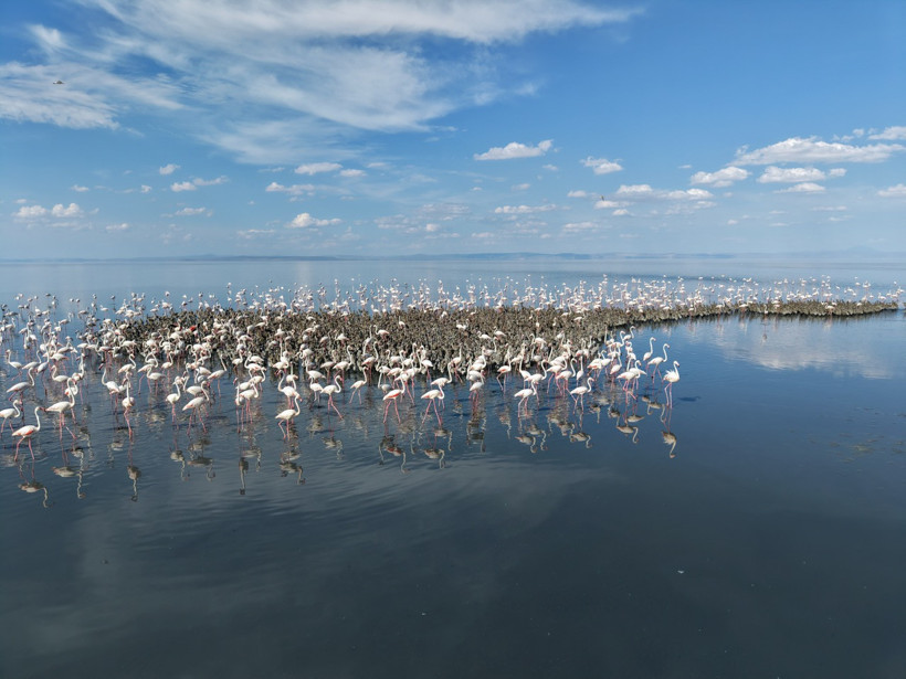 Tuz Gölü'nde 5 bin yavru flamingo kuluçkadan çıktı - Resim : 5