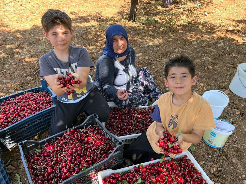 Önce kuraklık sonra fırtına vurdu: Kirazda büyük kayıp - Resim : 2