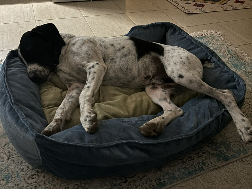 Köpeğini bulana bin dolar verecek - Resim : 3