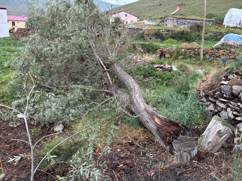 Fırtına ağaçları kökünden söktü - Resim : 1